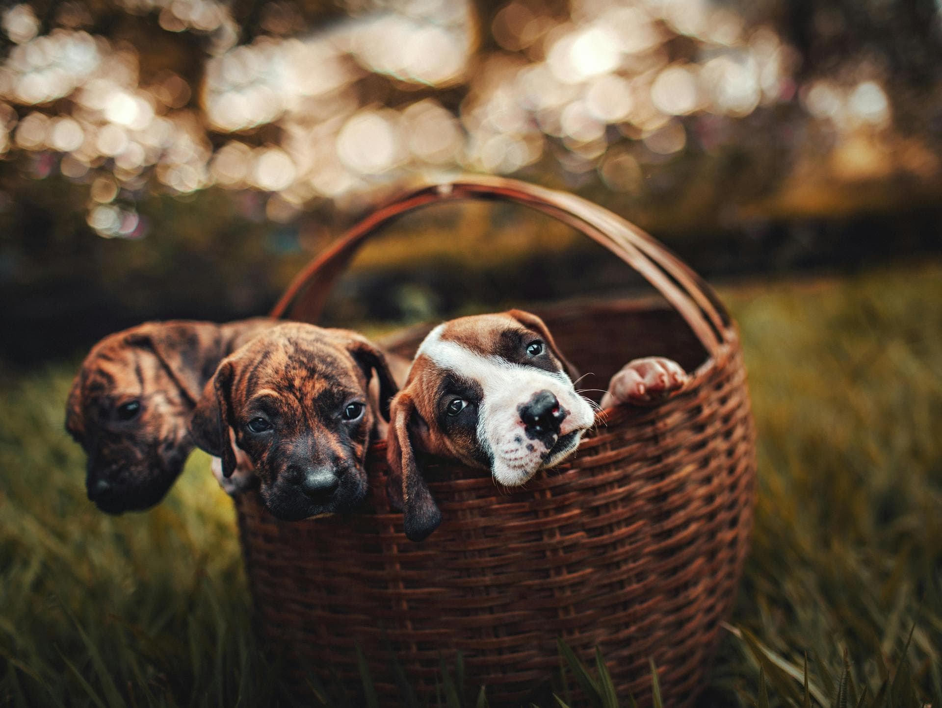 Dog Cremation Prices in Brighton