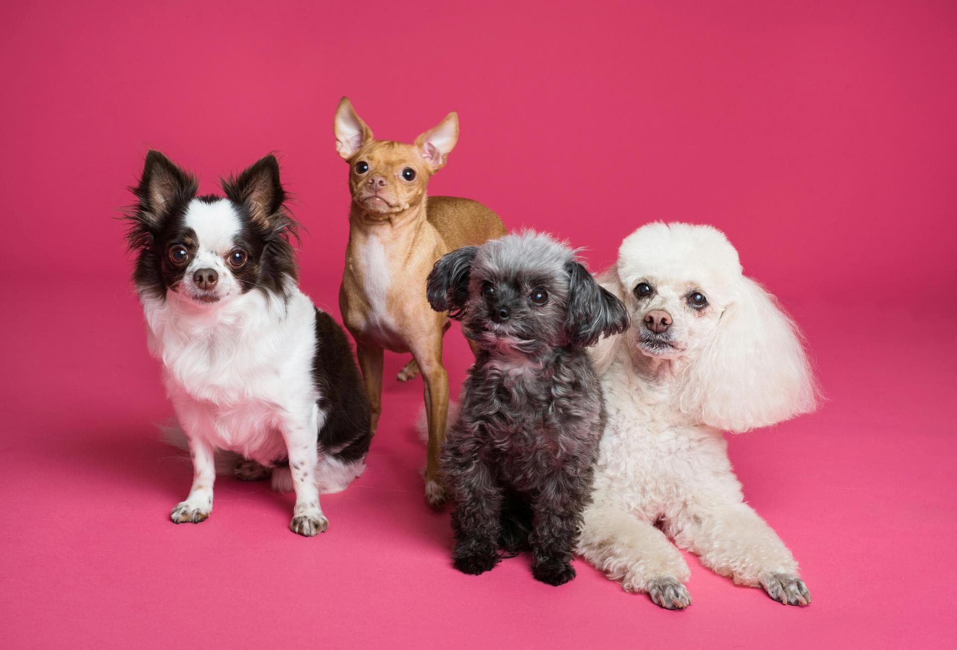 Dog Cremation Prices in Brighton