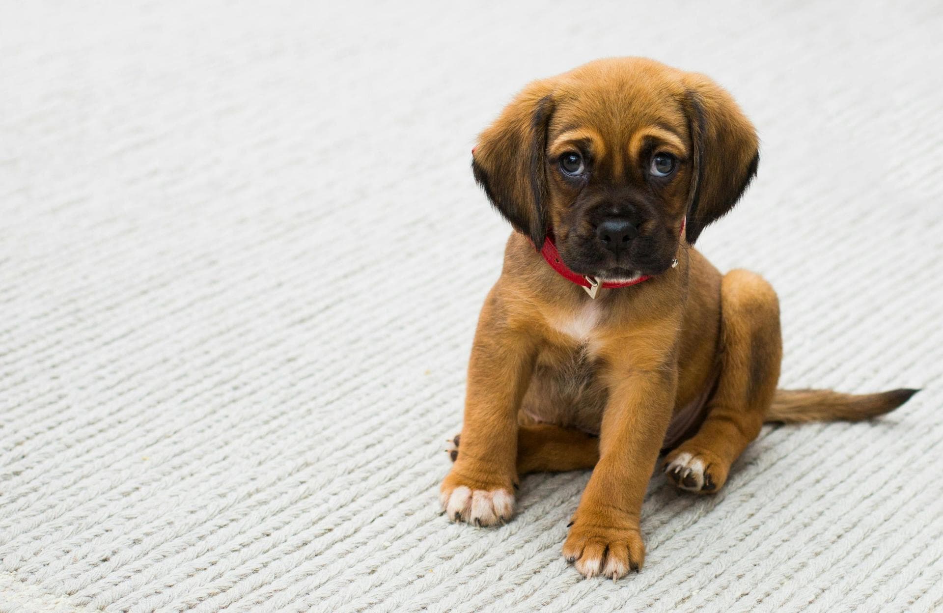 Dog Cremation Prices in Brighton