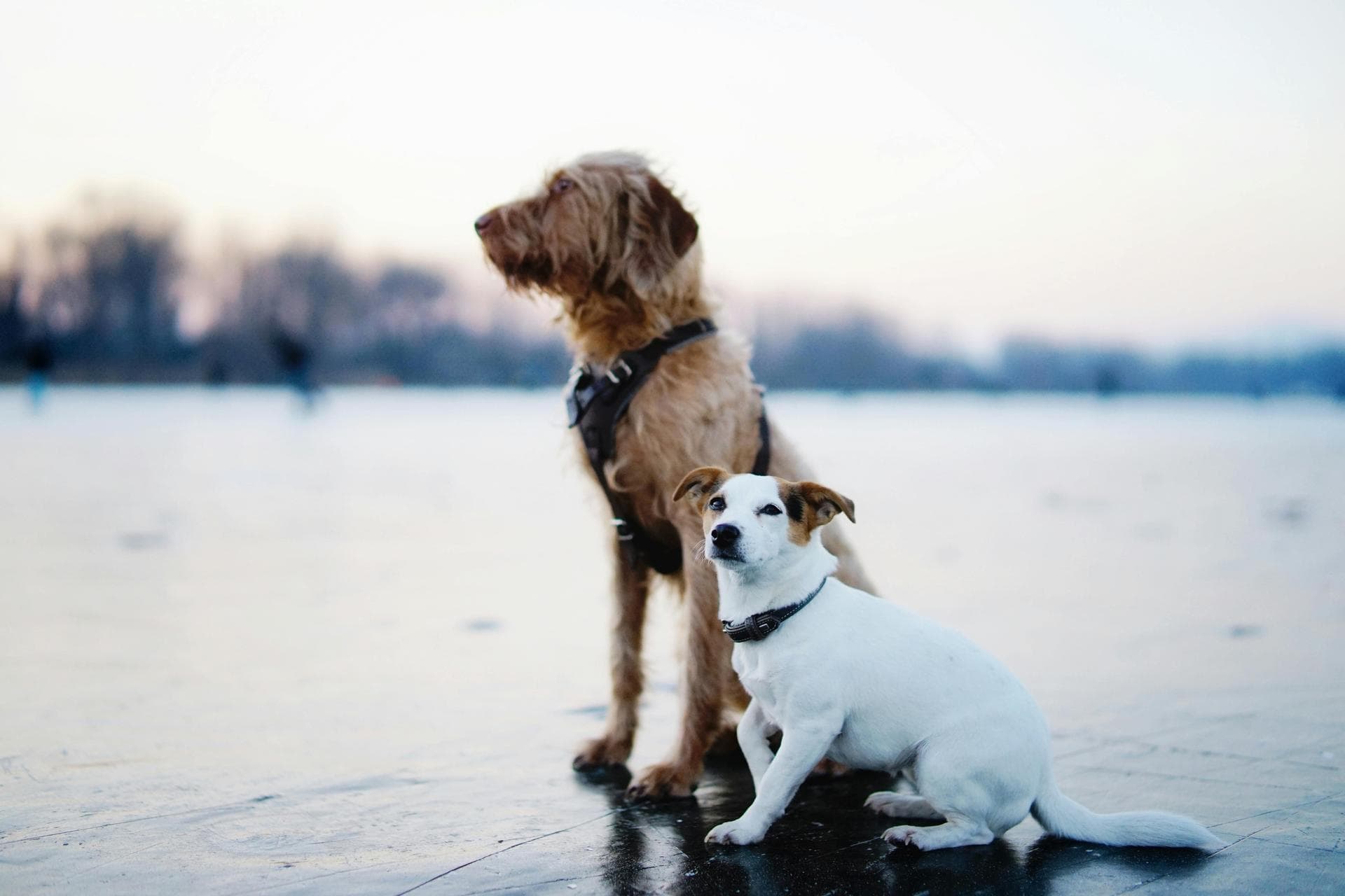 Dog Spay Castrate Neutering Prices in Brighton