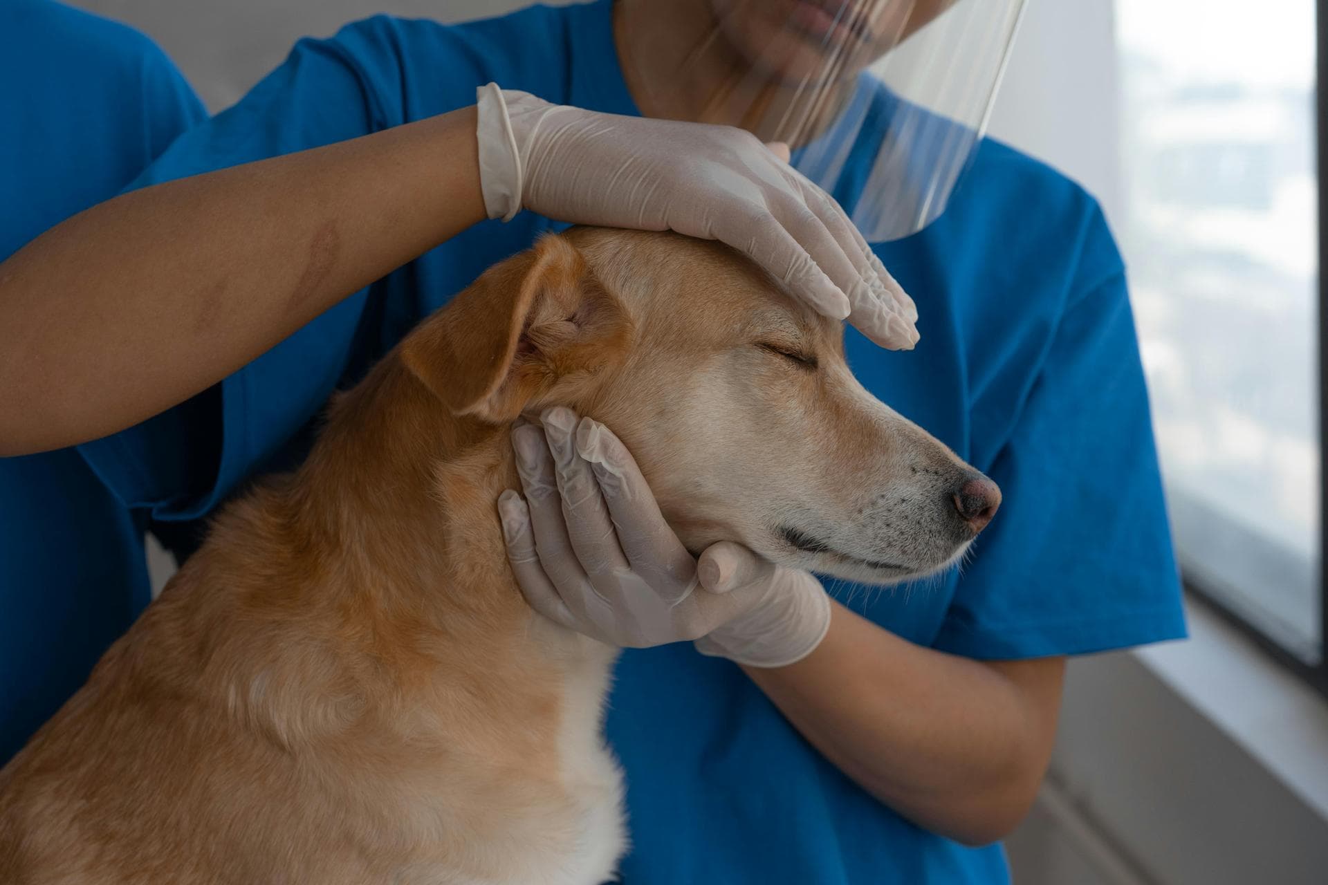 Primary Vaccination Course Prices in Brighton