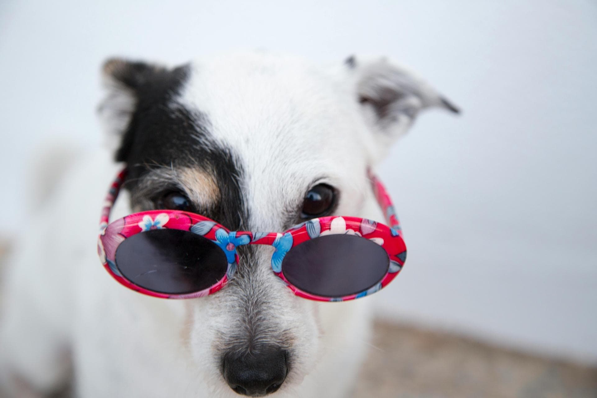 Annual Vaccination With Kennel Cough Prices in Brighton