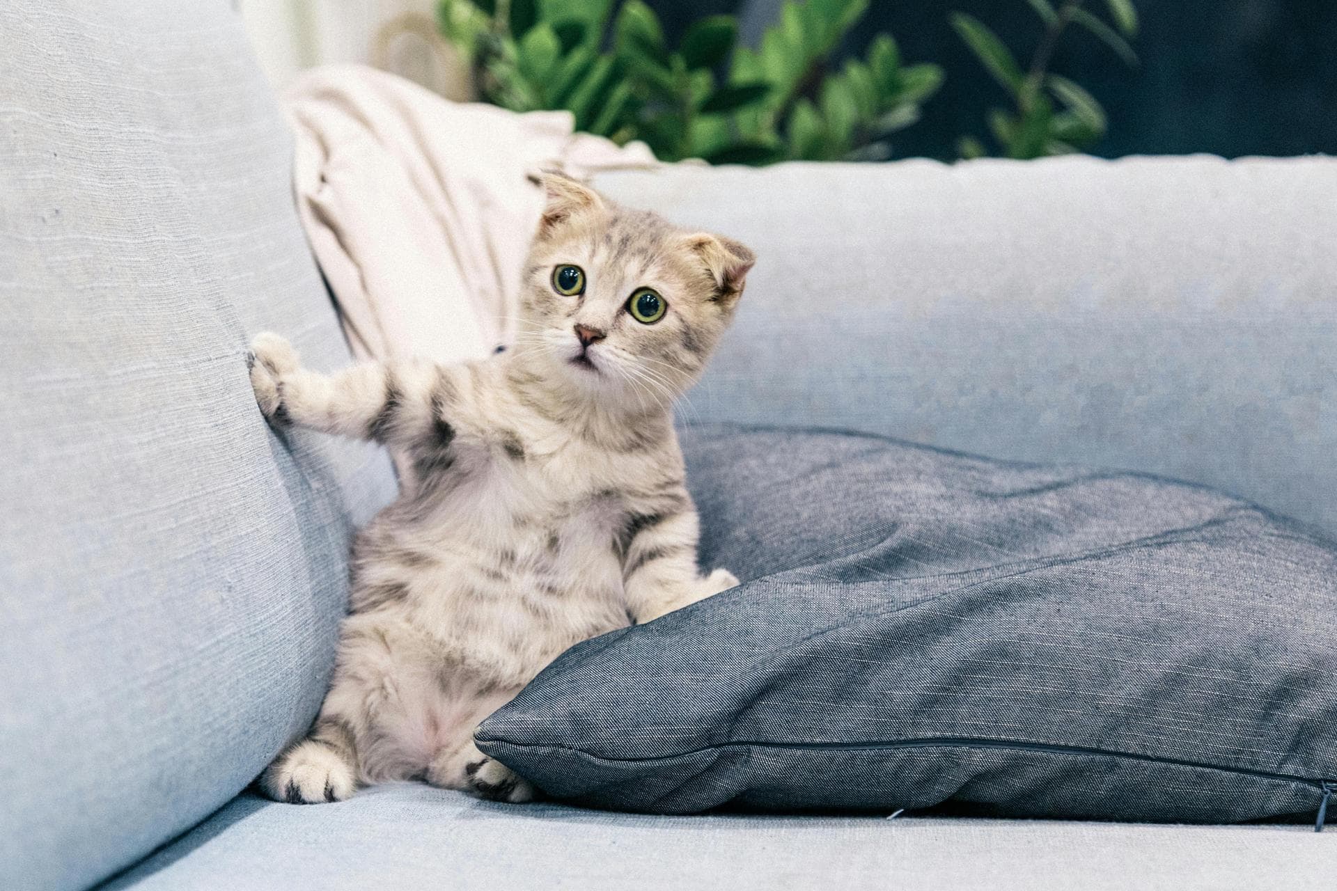 Cat Kitten Vaccinations Feline Leukaemia Prices in Brighton